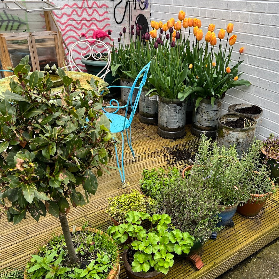 This is Emma's back yard in Newcastle. It’s a lovely example of a pretty kitchen container garden with both herbs, veg and flowers. The tulips (with edible flowers - they taste just like peas!) are  in upcycled beer kegs - and will be replaced by tomatoes in the summer.⁠
 ⁠