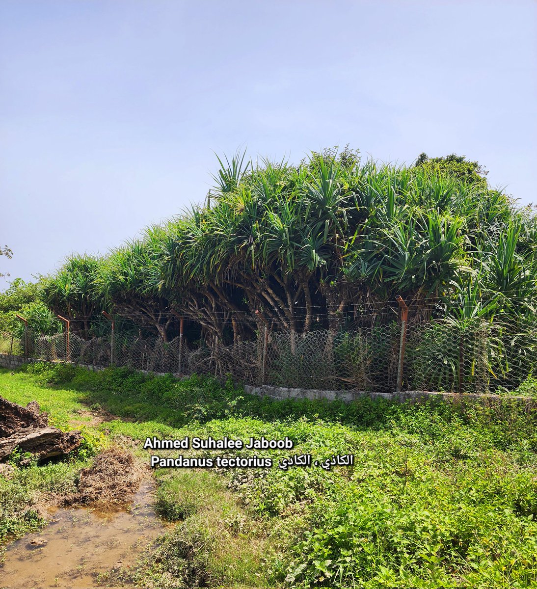 jaboobahmed7's tweet image. أهالي ولاية ضلكوت حافظوا على أشجار الكاذي/الكادي عدة عقود، فلم تنقرض من موطنها في #ظفار بخضرفي، ثم قامت هيئة البيئة بتسوير الموقع والإكثار من الكاذي كمشروع وطني للحفاظ على أمهات النباتات المحلية. #Pandanus_tectorius @ea_oman #فلورا_عمان