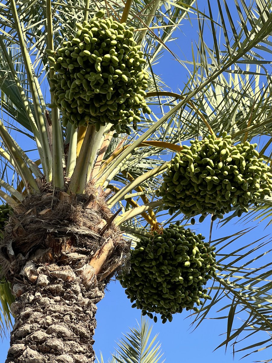 The dates are loading up here in # Dubai.