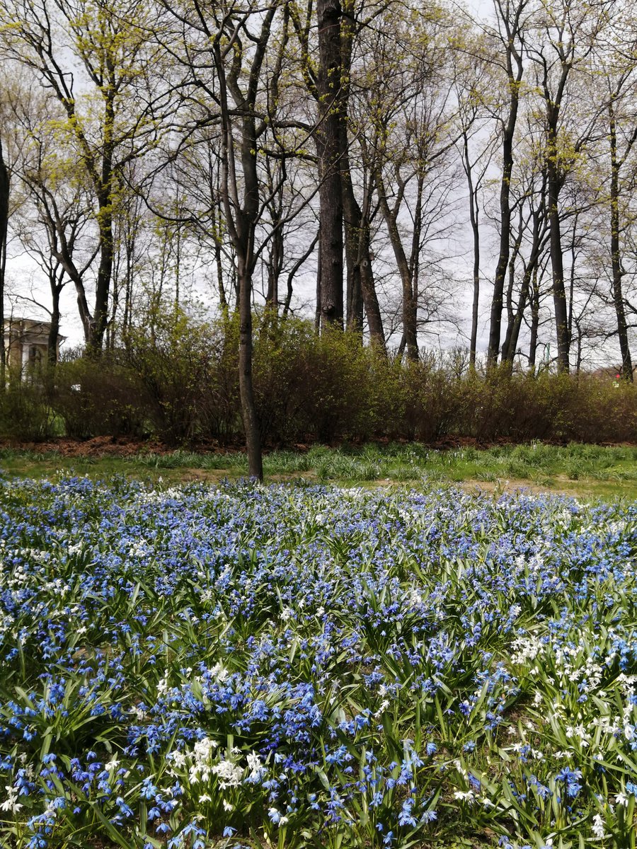 A glade of flowers
youtube.com/@victoriaart99
Instagram.com/photosnature_v… and t.me/cutecatsanddog

#life #Peace #PeaceAndLove #EarthMix #EarthDay2023 #nature #NaturalBeauty #naturelovers #NaturePhotography #NaturePositive #pictures #artwork #artist #FantasticFour #lifestyle #photo