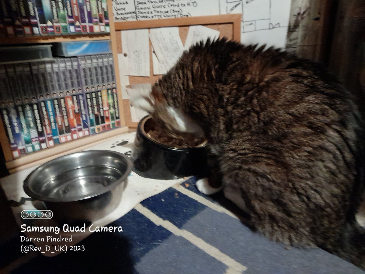 Rev_D_UK's tweet photo. #LolaTAC (The Awesome Cat ๐) #HappyCaturday hoomans it's day 126/365 of my daily posting photos of me. I was a little bit sick yesterday mornings but thanks to snuggles from dad & plenty of #napnaps I feels better so I am munching MY #yummylicious chicken breast ๐บ https://t.co/dOOMEzLHnI