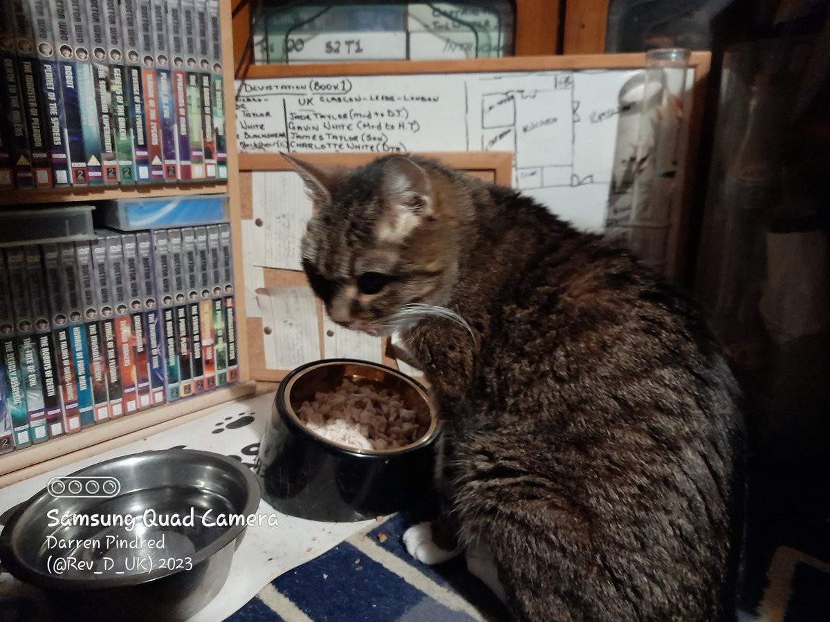Rev_D_UK's tweet photo. #LolaTAC (The Awesome Cat ๐) #HappyCaturday hoomans it's day 126/365 of my daily posting photos of me. I was a little bit sick yesterday mornings but thanks to snuggles from dad & plenty of #napnaps I feels better so I am munching MY #yummylicious chicken breast ๐บ https://t.co/dOOMEzLHnI