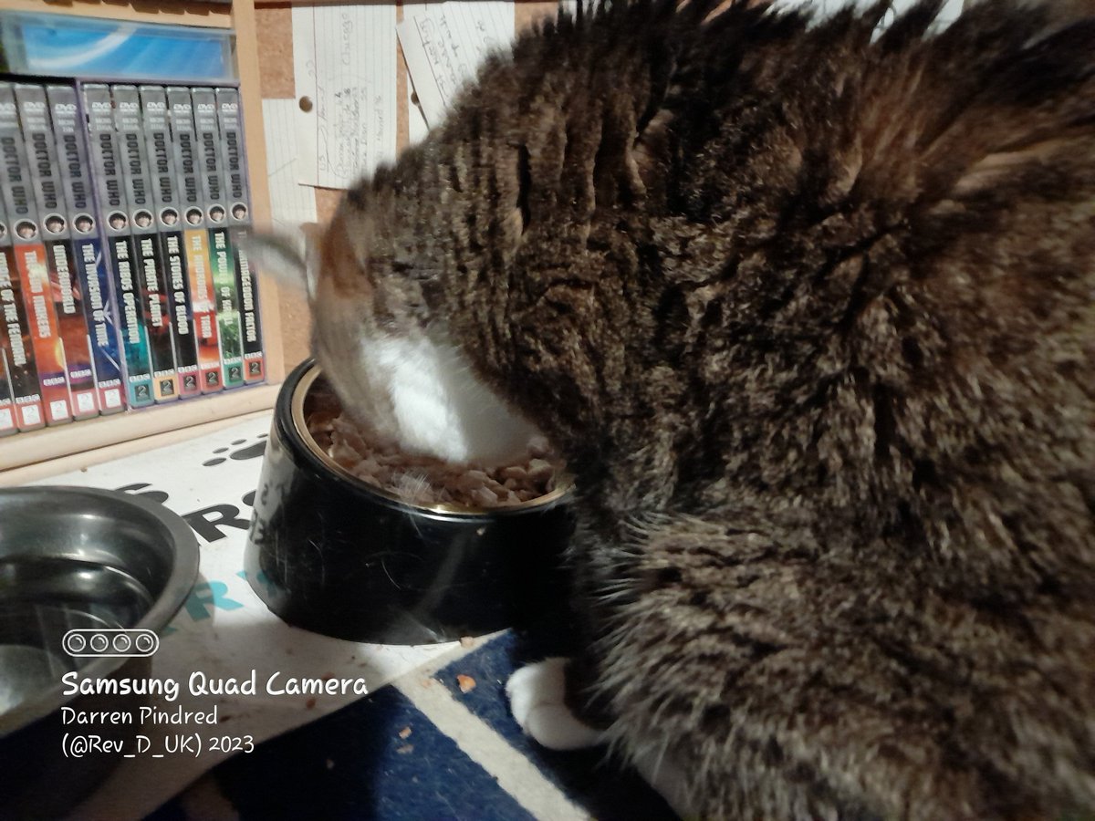 Rev_D_UK's tweet photo. #LolaTAC (The Awesome Cat ๐) #HappyCaturday hoomans it's day 126/365 of my daily posting photos of me. I was a little bit sick yesterday mornings but thanks to snuggles from dad & plenty of #napnaps I feels better so I am munching MY #yummylicious chicken breast ๐บ https://t.co/dOOMEzLHnI