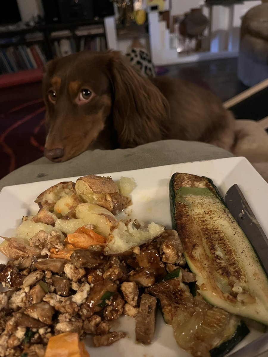 GillianSGould's tweet image. It’s called the #observereffect #daschunds #DogsOnTwitter #vegandog