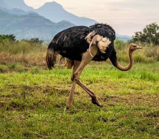 Virginworlds's tweet photo. From Gulu, we have interesting places to visit from within &amp; around! 😍😍😍
They are;
📍Murchison's falls &amp; Kidepo Valley
📍Aswa falls &amp; Ostrich Sanctuary
📍 Fort Patiko &amp; Aruu falls
📍Agoro &amp; Kalongo Hills
📍Ziwa Rhino Sanctuary

📸 Courtesy

For Tours
📍Call ☎+256 393 241 303 https://t.co/oKHu5lIkP2