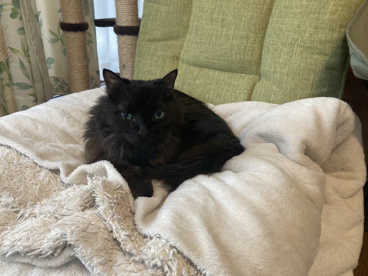 5/2~5/5までお仕事(ほぼ遊びかもです)で静岡県に行ってました、うぇーい✌️
🚗³₃車つかっていきました
1人で運転しました、朝3時に起きて帰ったので渋滞には巻き込まれなかったけどつかれたー！
帰宅後のにゃんず達です https://t.co/pt2Xj7SOBq