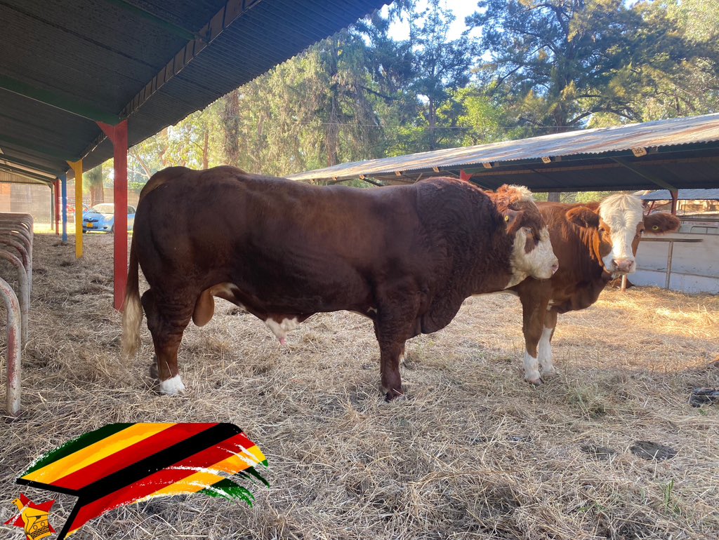 Biano Simmentals at the #ZITF