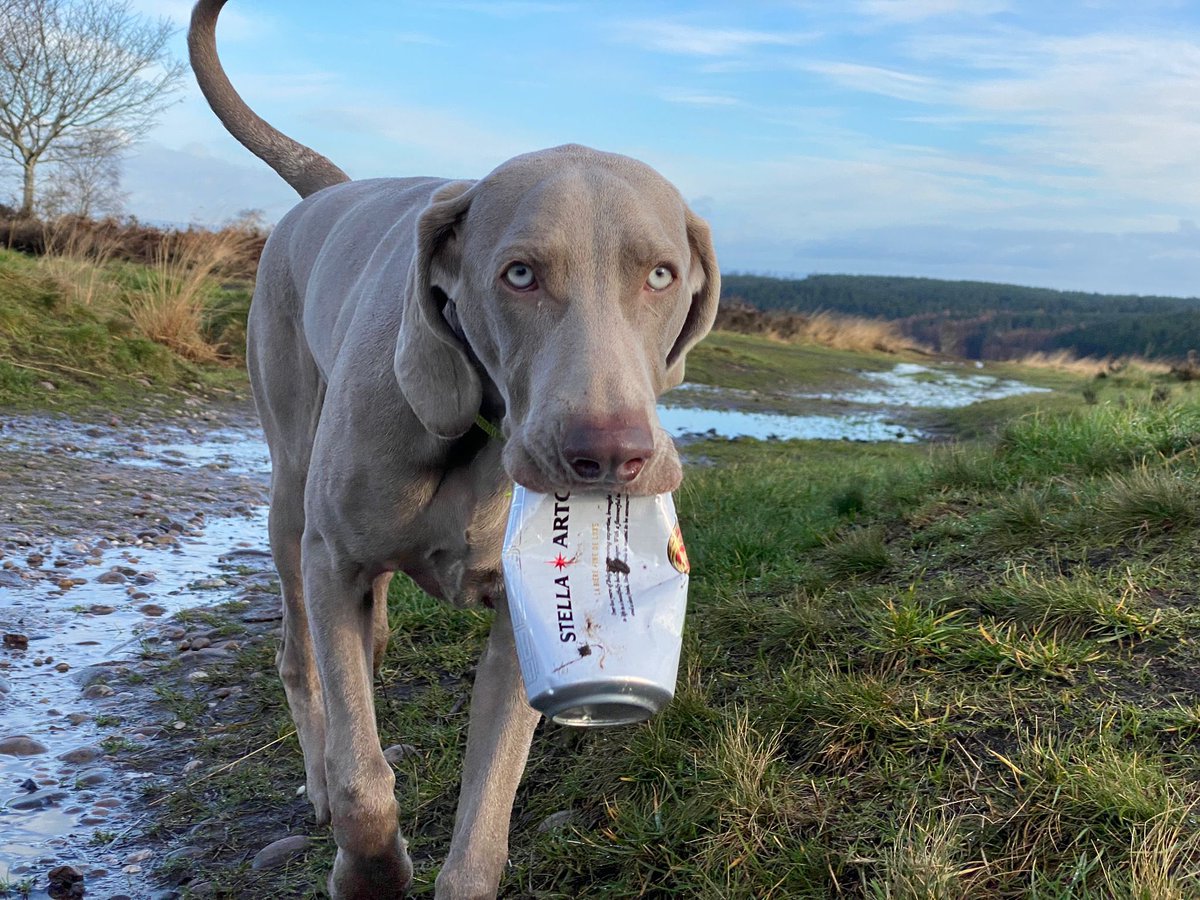 Rockstrophotos's tweet photo. @WeimCrimes This one will be celebrating and having a drink with the Kings subjects #RoyalDogs #weimaraner https://t.co/NSwi5Kk42b