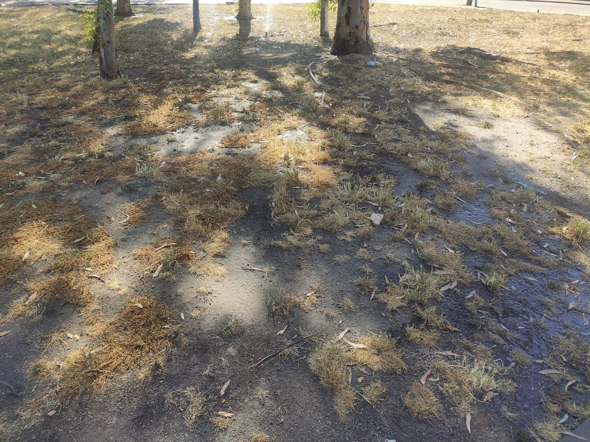 luissosagaye's tweet photo. Tras 4 años de abandono de parques y jardines en #VillanuevaDelPardillo por parte del gobierno de  Partido Local y Vox llega el agua a los parques, el milagro de las cercanas elecciones municipales!. 
Reto: recuperar  en 22 días el cesped después de 1400 días de dejadez. https://t.co/0qfgR4Lebl