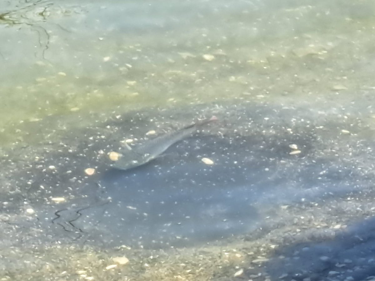 Dr. Oded Liran tweet media