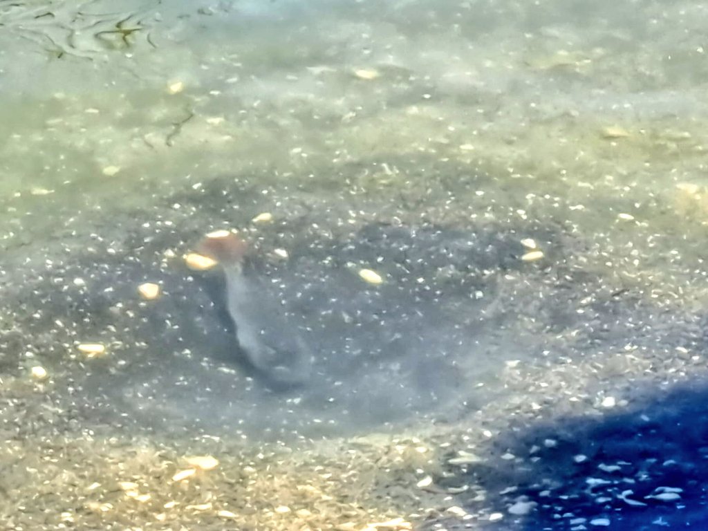 During its reproduction cycle, #Tilapia males dig nests  in shallow waters, where Tilapia females lay hundreds of eggs. The male will protect the nest.

Happens now, in front of our #limnology laboratory in lake Kinneret 

#fish #nature #reproduction <a href="/IOLR_Israel/">IOLR חקר ימים ואגמים לישראל (חיא"ל)</a>