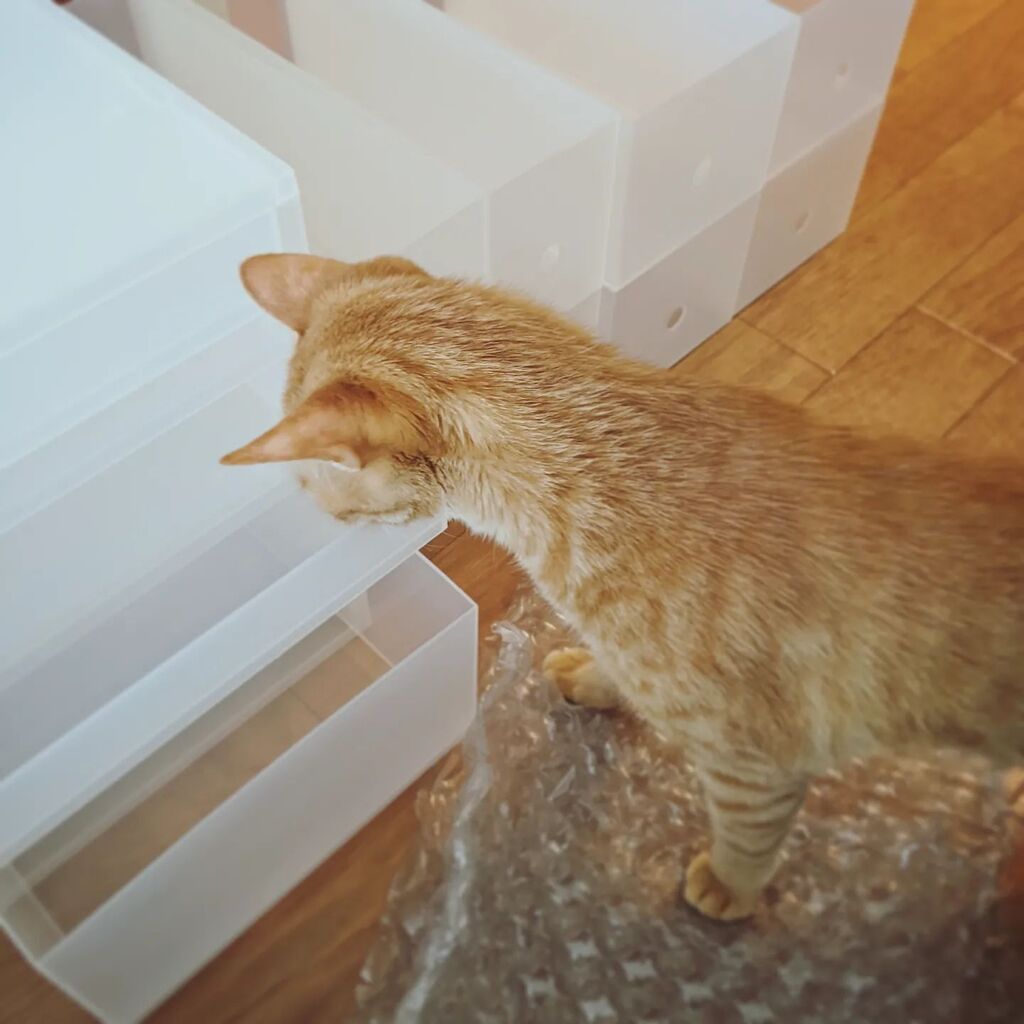 michiochips's tweet photo. 無印の収納グッズとねこ https://t.co/sH69FIKBq0 https://t.co/nSwQul6oDS