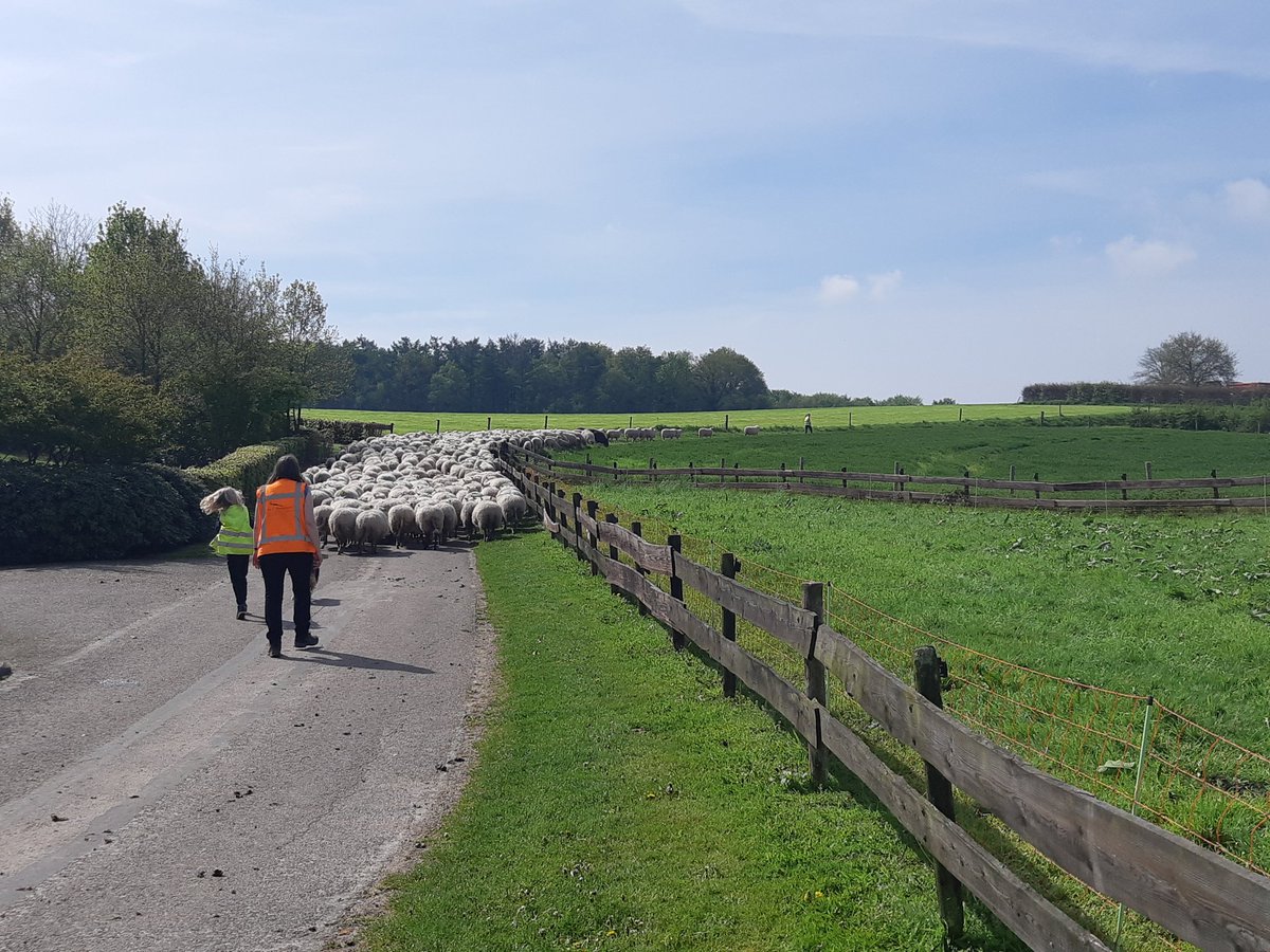 Natuur- en Landschapsbeheer Op Dreef (@op_dreef_) on Twitter photo Nu op pad met 360 schapen over Sint Jansberg @Natuurmonument naar Zelderse Driessen voor begrazing bloemrijk grasland <a href="/staatsbosbeheer/">Staatsbosbeheer</a>. <a href="/Bosw8erBart/">Bart van der Aa</a> @twanteunissen <a href="/bergendalgem/">Gemeente Berg en Dal</a> <a href="/omroepbergendal/">Omroep Berg en Dal</a> @GeertWillink Nu op pad met 360 schapen over Sint Jansberg @Natuurmonument naar Zelderse Driessen voor begrazing bloemrijk grasland <a href="/staatsbosbeheer/">Staatsbosbeheer</a>. <a href="/Bosw8erBart/">Bart van der Aa</a> @twanteunissen <a href="/bergendalgem/">Gemeente Berg en Dal</a> <a href="/omroepbergendal/">Omroep Berg en Dal</a> @GeertWillink