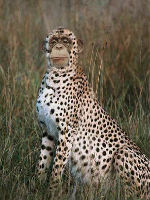 KUMPULAN TEBAK GAMBAR TERNGAKAK!🤣

= A Thread =