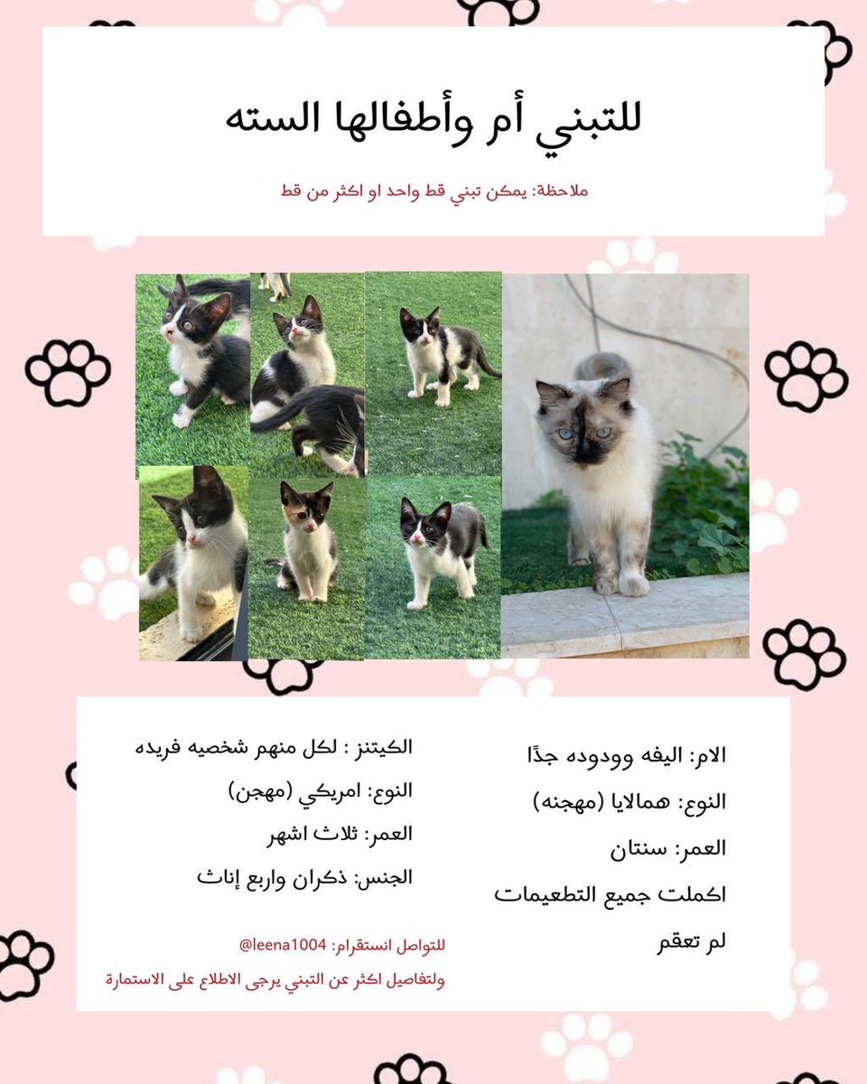 _Rwluv's tweet photo. قطط للتبني في الرياض
ساعدونا لإيجاد البيت الأبدي لكل منهم🤍

@RiyadhCats

الاستماره:
https://t.co/R27Bh4aX43… https://t.co/wAU59glzL0