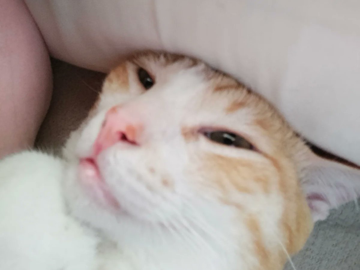 gray_siblings's tweet photo. Woke up with an alien baby beside me π
π½
-Pogi
#Caturday #CatsOfTwitter #CatsAreFamily #CatsofTwittter #CatsOnTwitter #CatsMeow #CatsLover #AdoptDontShop #alienkitty https://t.co/6aj1XF3dGT
