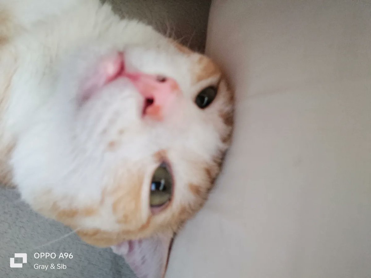 gray_siblings's tweet photo. Woke up with an alien baby beside me π
π½
-Pogi
#Caturday #CatsOfTwitter #CatsAreFamily #CatsofTwittter #CatsOnTwitter #CatsMeow #CatsLover #AdoptDontShop #alienkitty https://t.co/6aj1XF3dGT