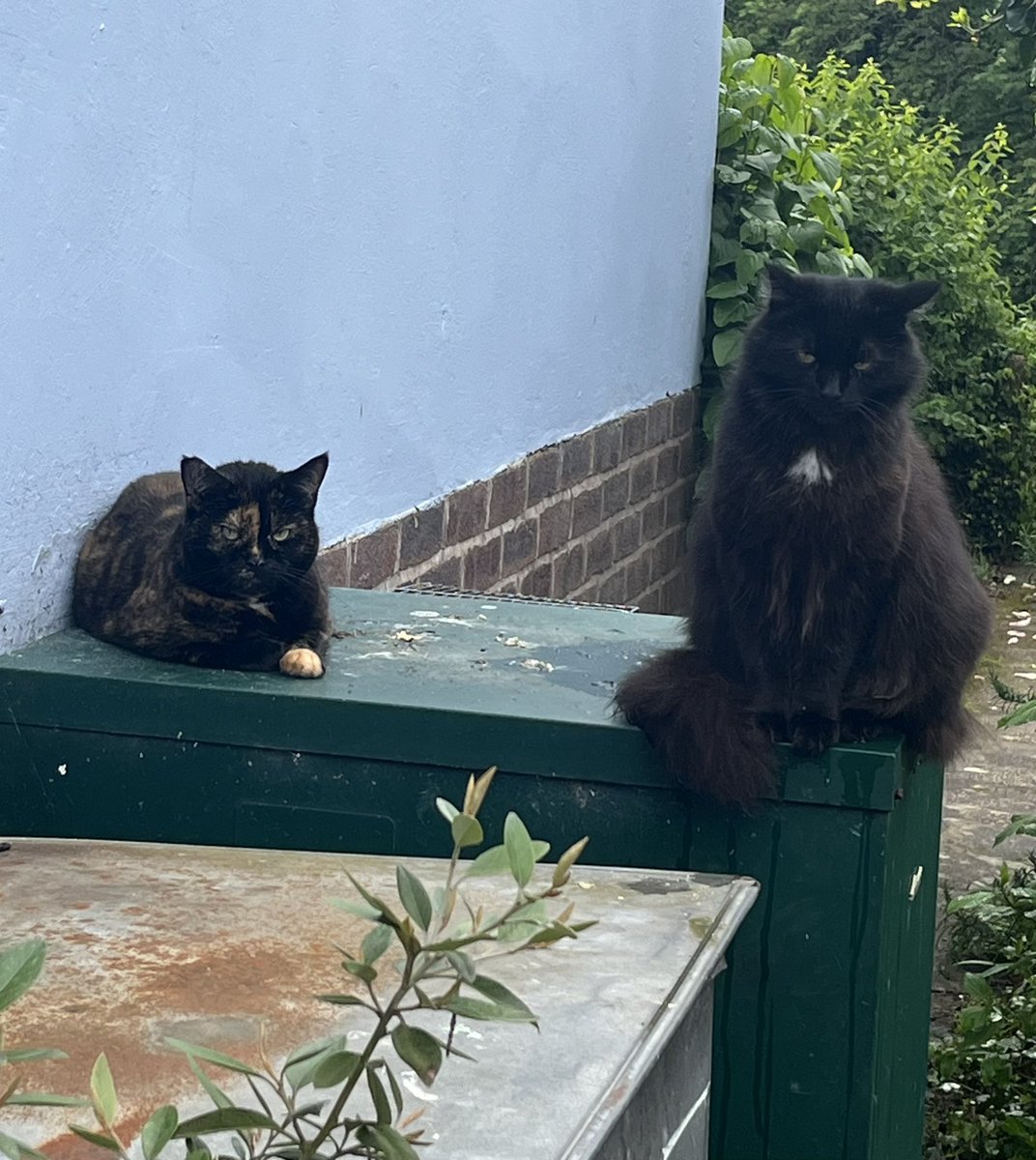 papaver's tweet photo. Nothing to see here - move along #caturday #CatsOfTwitter #CatsOnTwitter #catpals #Esme #fluffypete https://t.co/jENisIw2aa