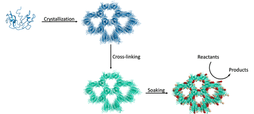 bhkenlo's tweet photo. Cross-Linked Crystals of Dirhodium Tetraacetate/RNase A Adduct Can Be Used as Heterogeneous Catalysts https://t.co/TpKh5joywu Merlino, Ueno, and co-workers @InorgChem #rhodium #Rh2 #paddlewheel #RNaseA #metal_protein #catalysis #aqueous https://t.co/vpPIWLTK8s