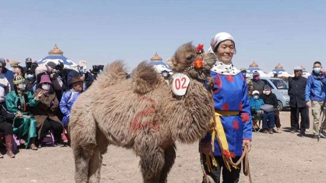 AmazingAlshaa's tweet photo. 🤗During the 5-day May Day holiday, #Alshaa League received 456,600 tourists and realized tourism revenue of 201 million yuan ($29 million), largely due to a series of cultural #tourism activities. 🏕️🏞️ #VisitAlshaa #SpringInInnerMongolia https://t.co/9xKdzgHGwO
