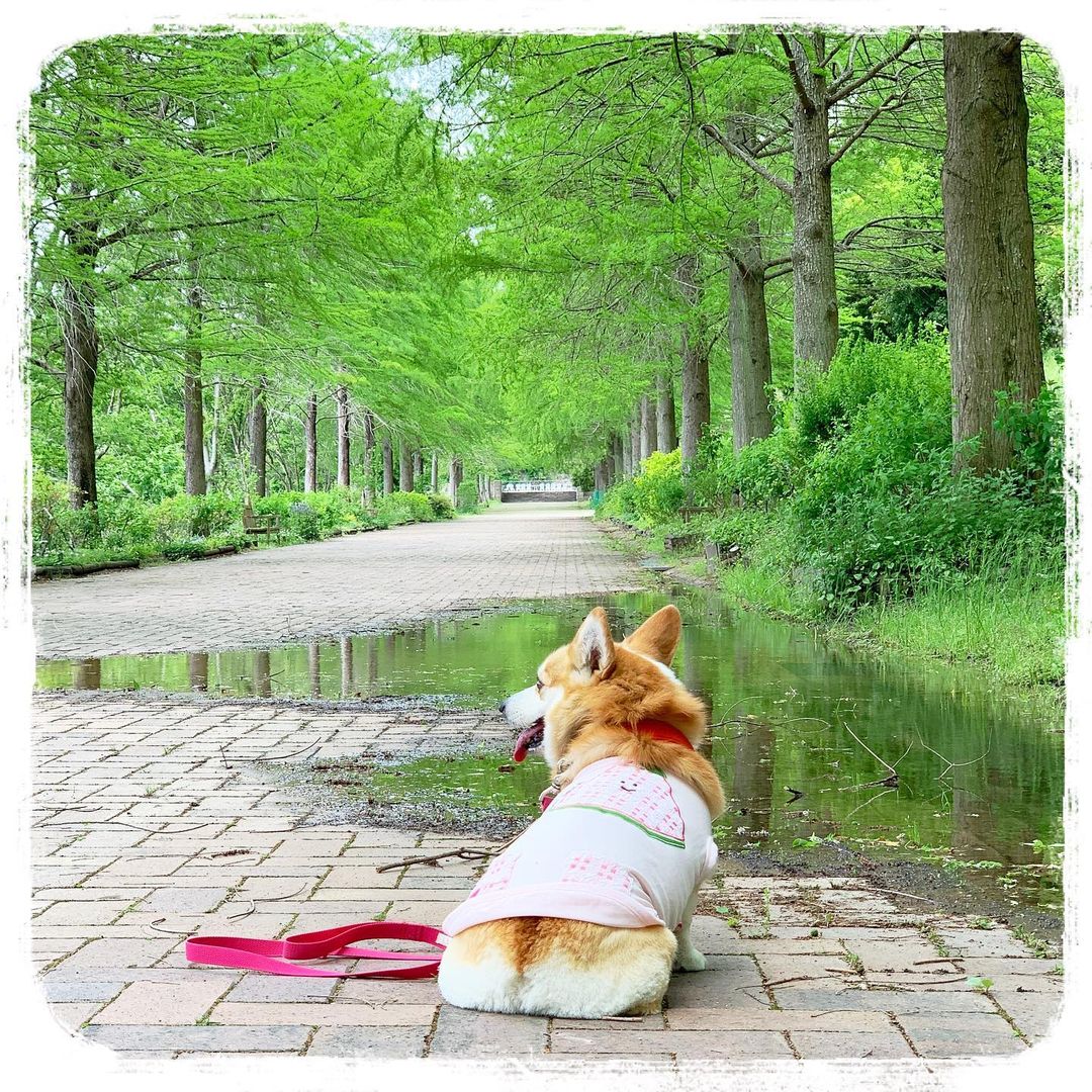 YEASINARAFAT338's tweet photo. Corgi Lover Follow Me,,100% Follow Back.... https://t.co/zQ0XDcQPPX