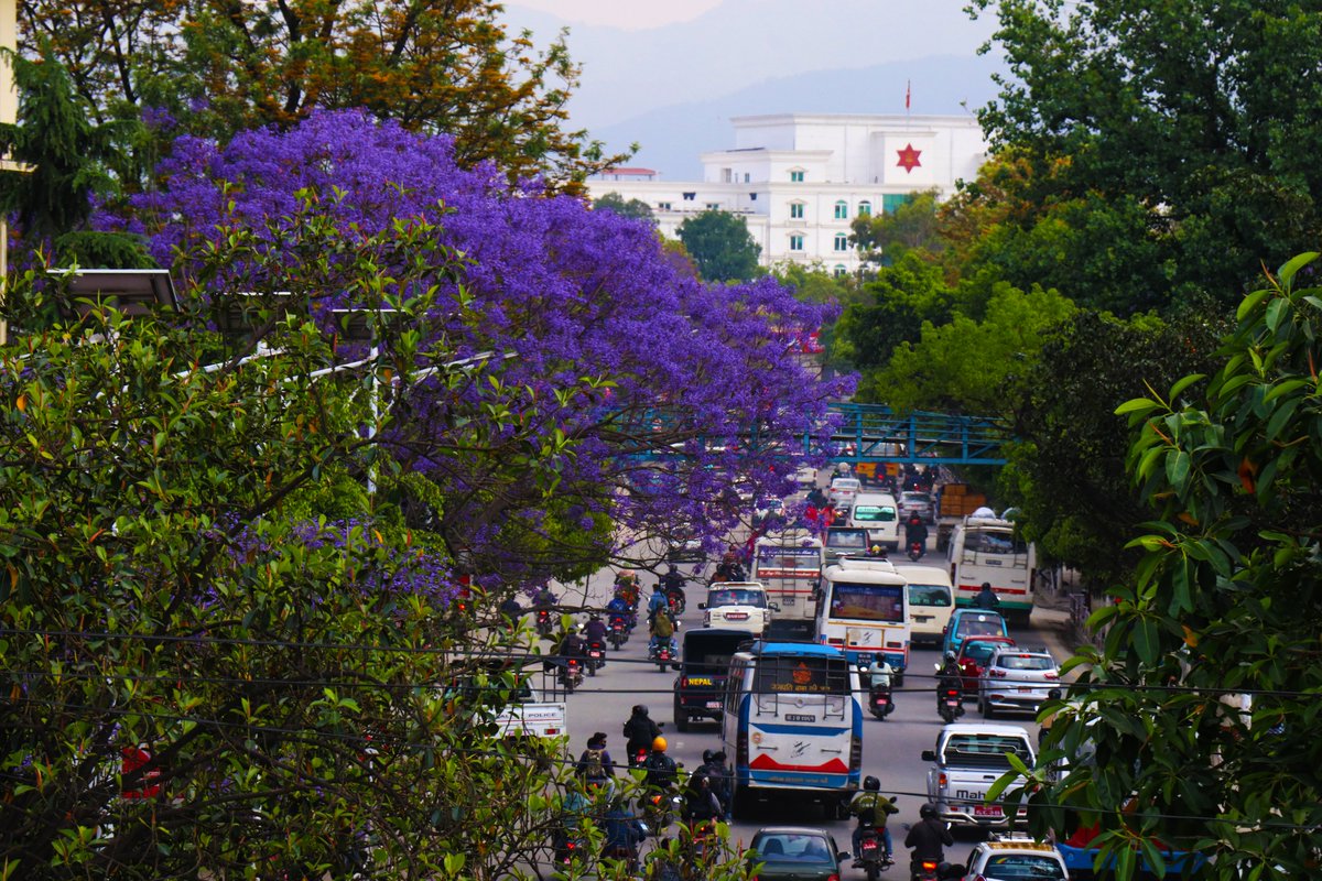 Rabintpj's tweet photo. फूलैफूलको मौसम तिमीलाई...
आज सहर हेर्न फूल पनि आएको छ ।
#kathmandu #jacaranda https://t.co/W4pub2h2iG