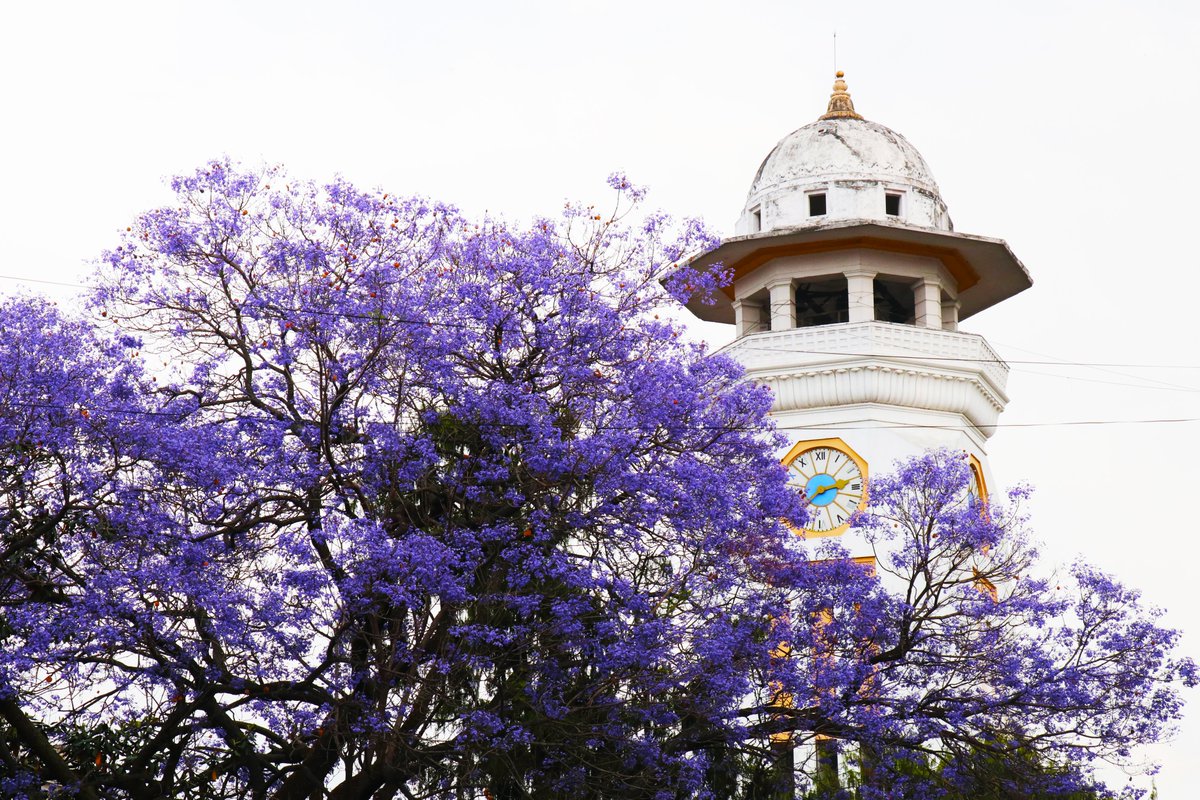 Rabintpj's tweet photo. फूलैफूलको मौसम तिमीलाई...
आज सहर हेर्न फूल पनि आएको छ ।
#kathmandu #jacaranda https://t.co/W4pub2h2iG
