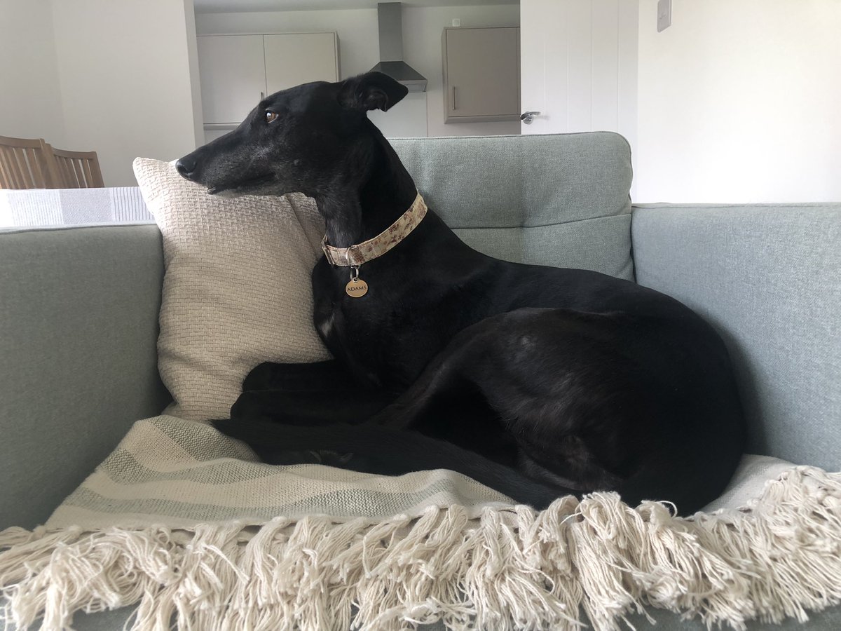 _K8_Adams_'s tweet photo. Sky on the “no dogs” chair 🤭
Let’s face it, no such chair exists 🤷🏼‍♀️ https://t.co/0Ff0Tv8gjN