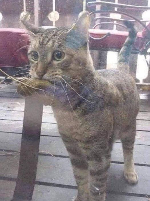 Julesk23's tweet photo. She was constantly staying near the fish market &amp; watching people come to buy fish. She took a leaf that fell from the tree &amp; came to the owner. On the first day surprised, he took her "money" and gave her a fish. From that day on, every morning she comes with a leaf to buy fish https://t.co/7hcM9IG6C6