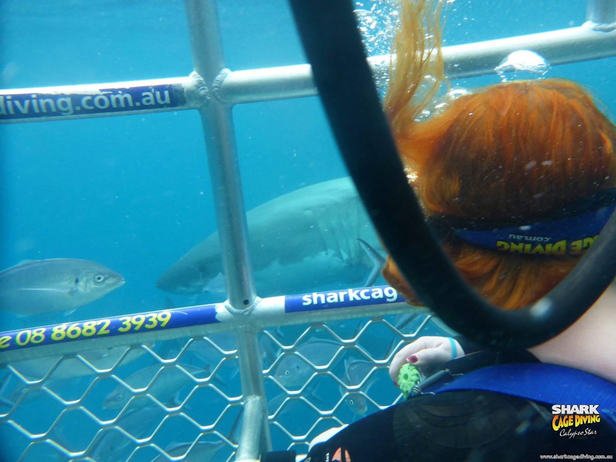 Its been 9 years (and one day) since my brother in law and I went cage diving. It was the BEST thing I've ever done, despite swallowing chum and seawater and vomming all the way back to shore.