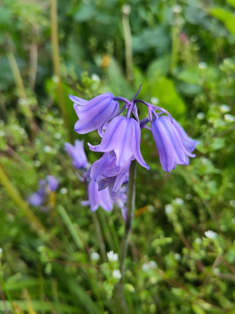 mscroggs's tweet photo. Did some #coronation morning gardening. #BlueIsBeautiful #BlueIsBest #KingBuxtonTheFirst https://t.co/4I9XRjUf72