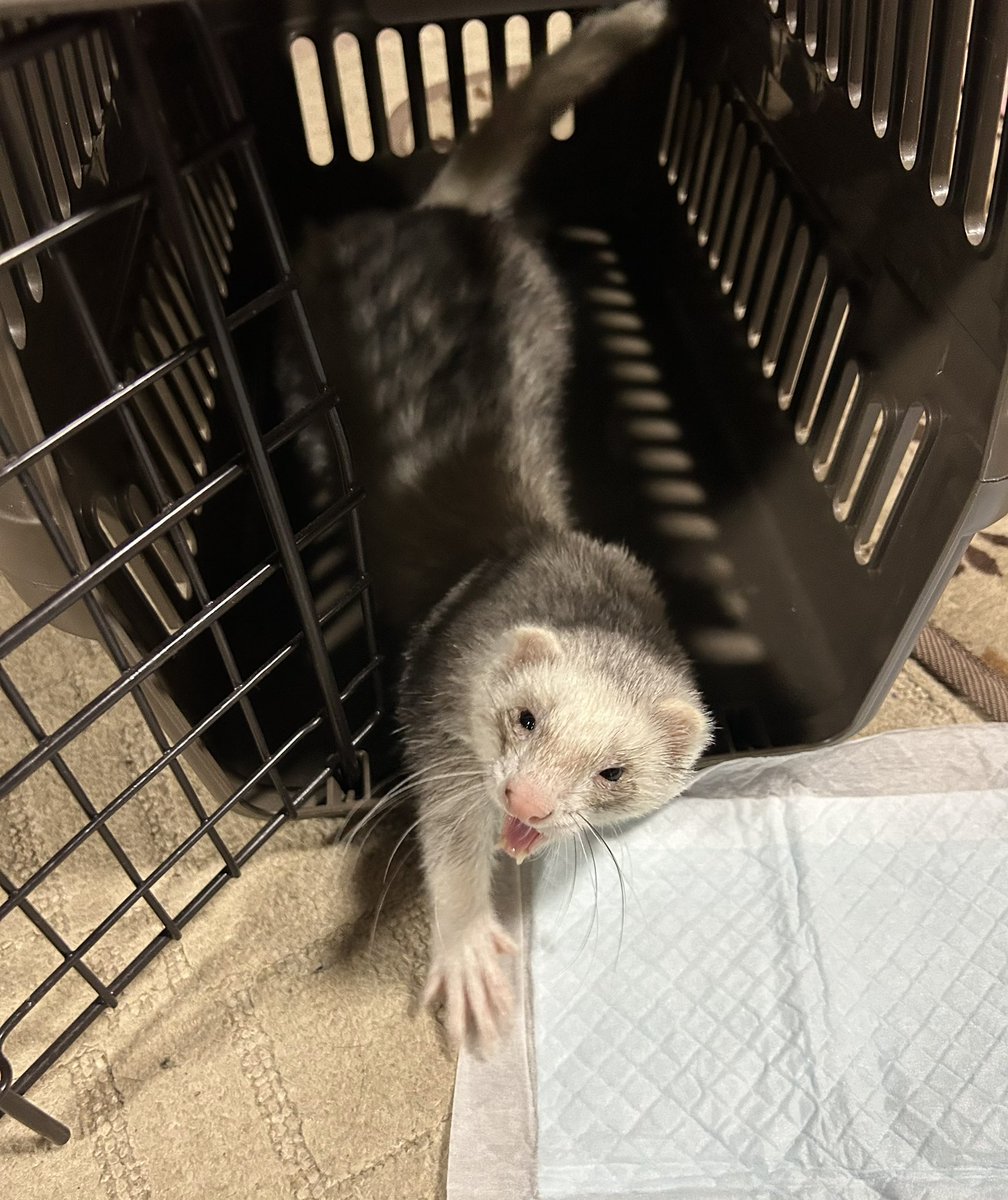 これからイタチの病院なんだけど出かけるの嬉しくて先回りしてケース入ってしまうイタチ今日はワクチンという事をまだ知らない https://t.co/HyOd2qXNGC