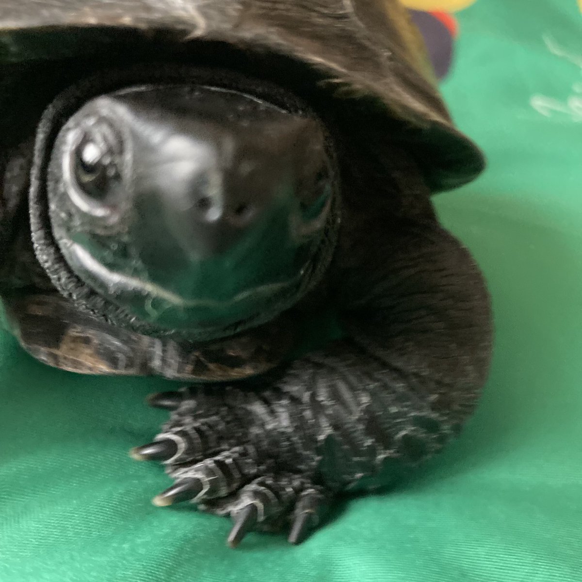 そんなに見つめられても困る😅笑

🐢「相変わらずイケメンでしょ？✨」

(　˙-˙　)…？

#カメ吉 #クサガメ #好きになった？