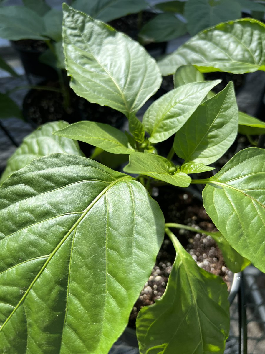 Agriculture 120 is Growing beautifully! Tomatoes and peppers will be ready for sale soon!