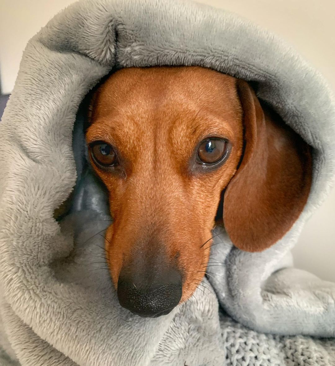 Alyssa_Anna19's tweet photo. #dachshund #dachshundsotwitter #dachshundlove #dachshundpuppy #dachshundoftheday #miniaturedachshund #minidachshund #dachshunds #dachshundappreciation #dachshundlife #dachshundsonly #dachshund_love #dachshunddaily #dachshund_world https://t.co/vsGnFiJyno