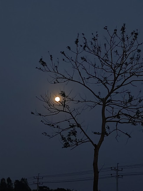 Solayman58040's tweet photo. সুভ সন্ধা🥰🥰 https://t.co/tSGjr6lXvd