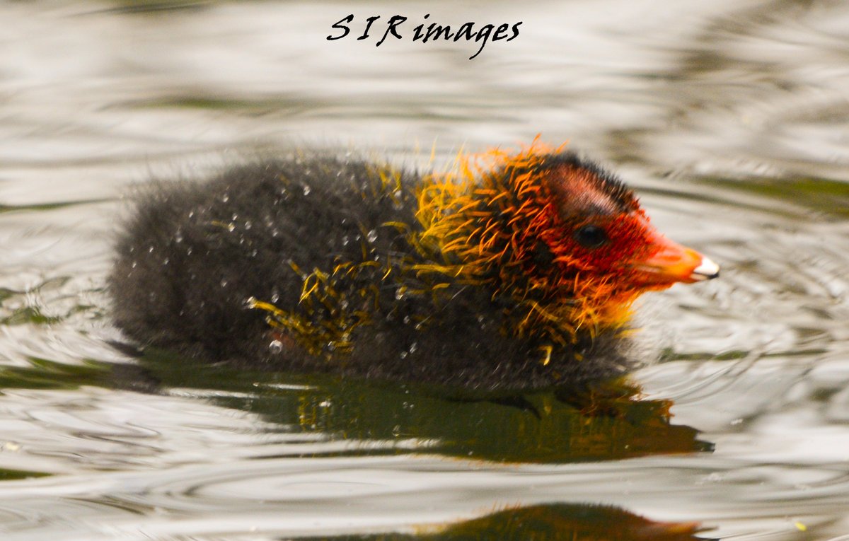 SpenceRitson's tweet photo. Lovely fluff of mess.

#TwitterNaturePhotography #killingworthlake #wildlifephotography https://t.co/gxcgMKc4DY