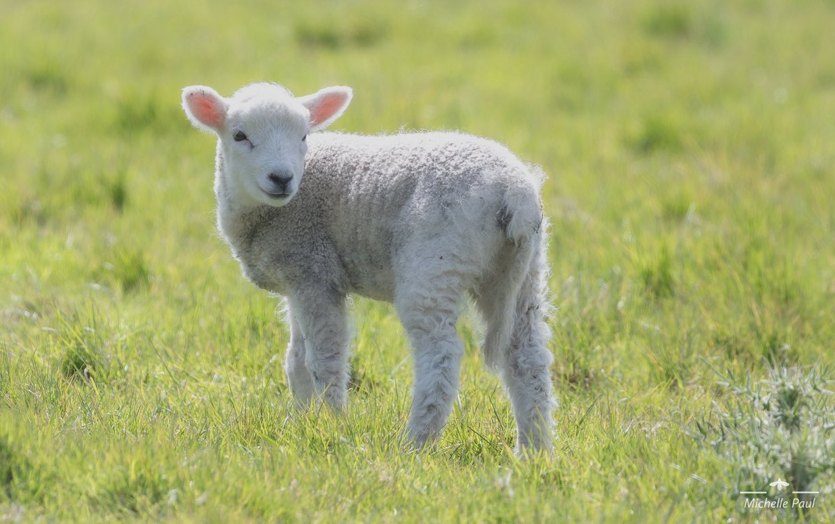 Another photo from my travels in Kent this week. It was so joyful watching the lambs playing together 🐑 

#TwitterNatureCommunity #TwitterNaturePhotography #nikonphotography #lovenature #lambs #spring #sheppey #makesmesmile #happyplace