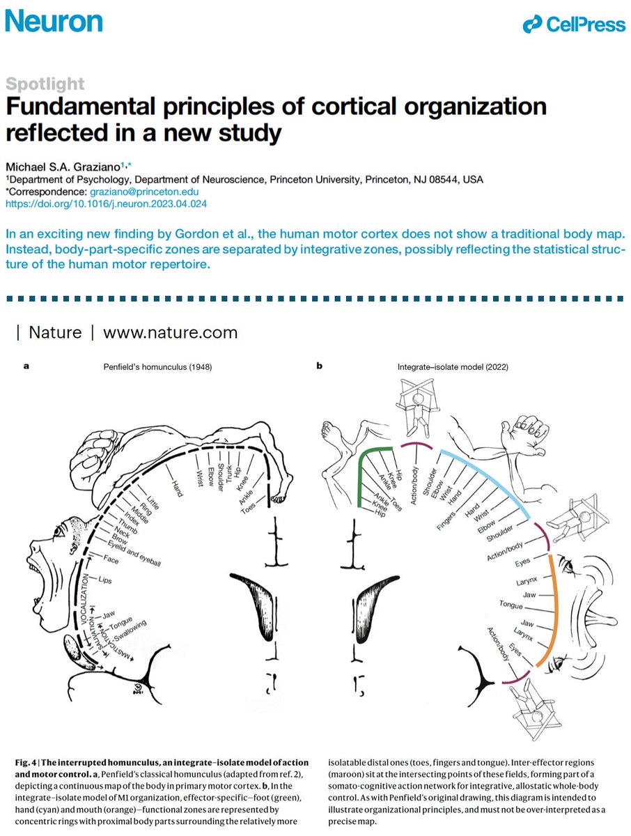 Brilliant commentary by Michael Graziano (cell.com/neuron/pdf/S08…) whose groundbreaking work (cell.com/neuron/fulltex…) helped inspire our pursuit of the somato-cognitive action network (SCAN; nature.com/articles/s4158…).