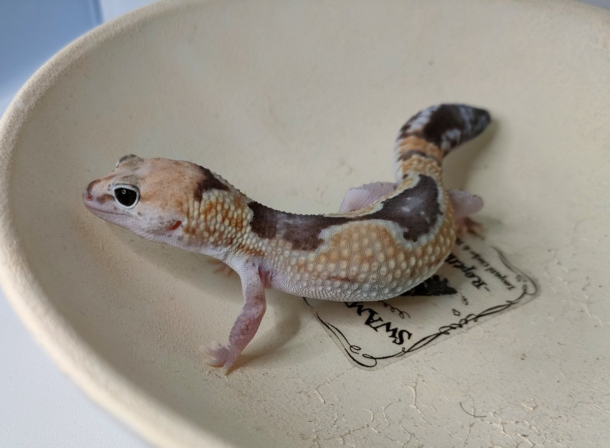 Fattail_SG_M's tweet photo. 2月1日にハッチした子🦎
女の子なのにヒゲある(๑˙灬˙๑)
ズールーhetゴーストオレオ
꒰ঌZulu het Ghost Oreo໒꒱
#ニシアフ #ニシアフリカトカゲモドキ #fattail #ファットテール #爬虫類 #トカゲモドキ #爬虫類好きさんと繋がりたい #SwampGecko https://t.co/lrKOO8Gq19