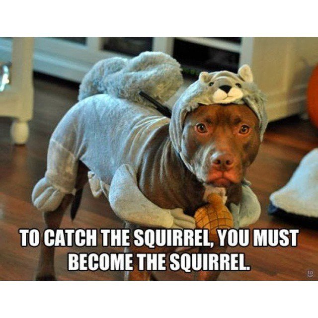 Wow, you sure fooled me. I thought for sure you were a squirrel.