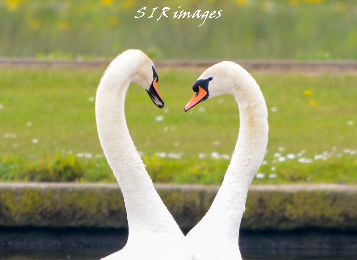 SpenceRitson's tweet photo. Swans doing the dance at killingworth lake.
#killingworthlake #TwitterNatureCommunity #wildlifephotography #SWAN https://t.co/ADfCtSjlic