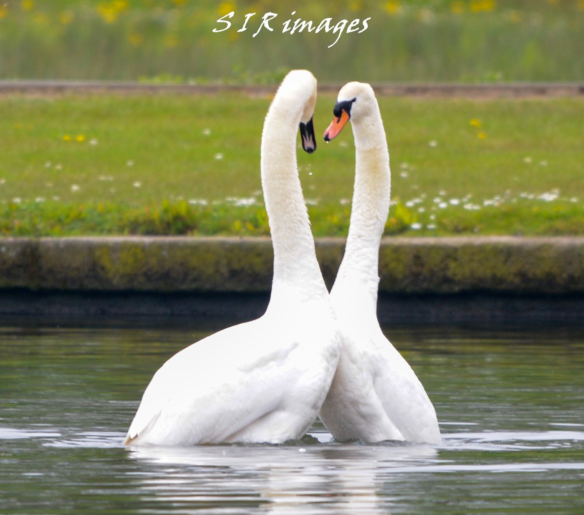 SpenceRitson's tweet photo. Swans doing the dance at killingworth lake.
#killingworthlake #TwitterNatureCommunity #wildlifephotography #SWAN https://t.co/ADfCtSjlic