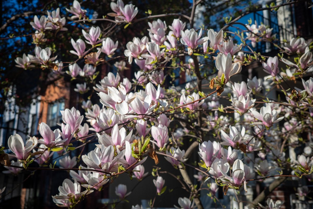 anotherglassbox's tweet photo. I can’t believe I invented taking photos of flowers. You guys should try this https://t.co/bTjVZGWRId