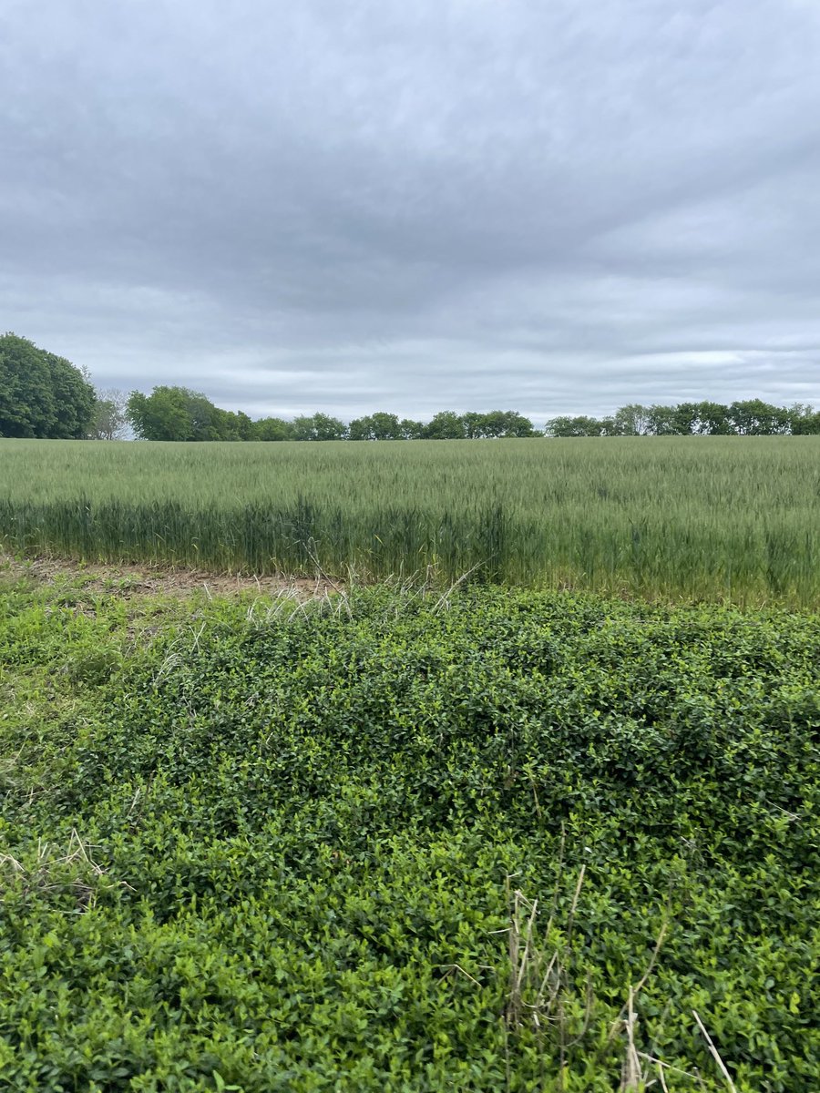 Patrick Yachimski, MD MPH (@patyachimski) on Twitter photo 