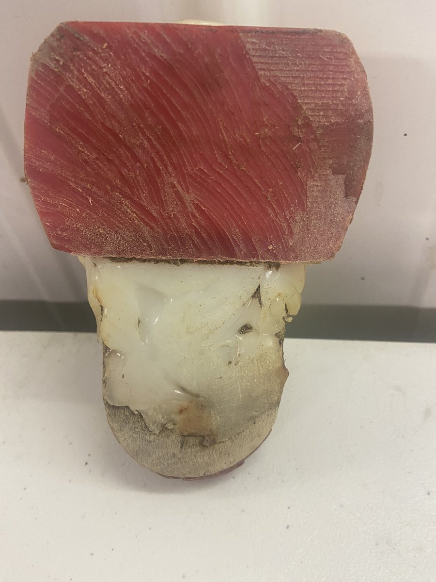 kburgi2's tweet image. I started with AccuBloc because it retains its shape. Pain make these cow walk with leg out, so rest is reduced! To create rest on the medial claw and for better mobility I add an AccuSole #SaveCowsNetwork #NoLamenessTolerance #AnimalWellBeing