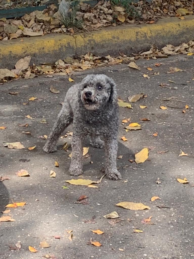 a_my_08's tweet photo. Este Niño está extraviado en el Parque de La Floresta. Favor difundir... Gracias https://t.co/K43hC1TAoy