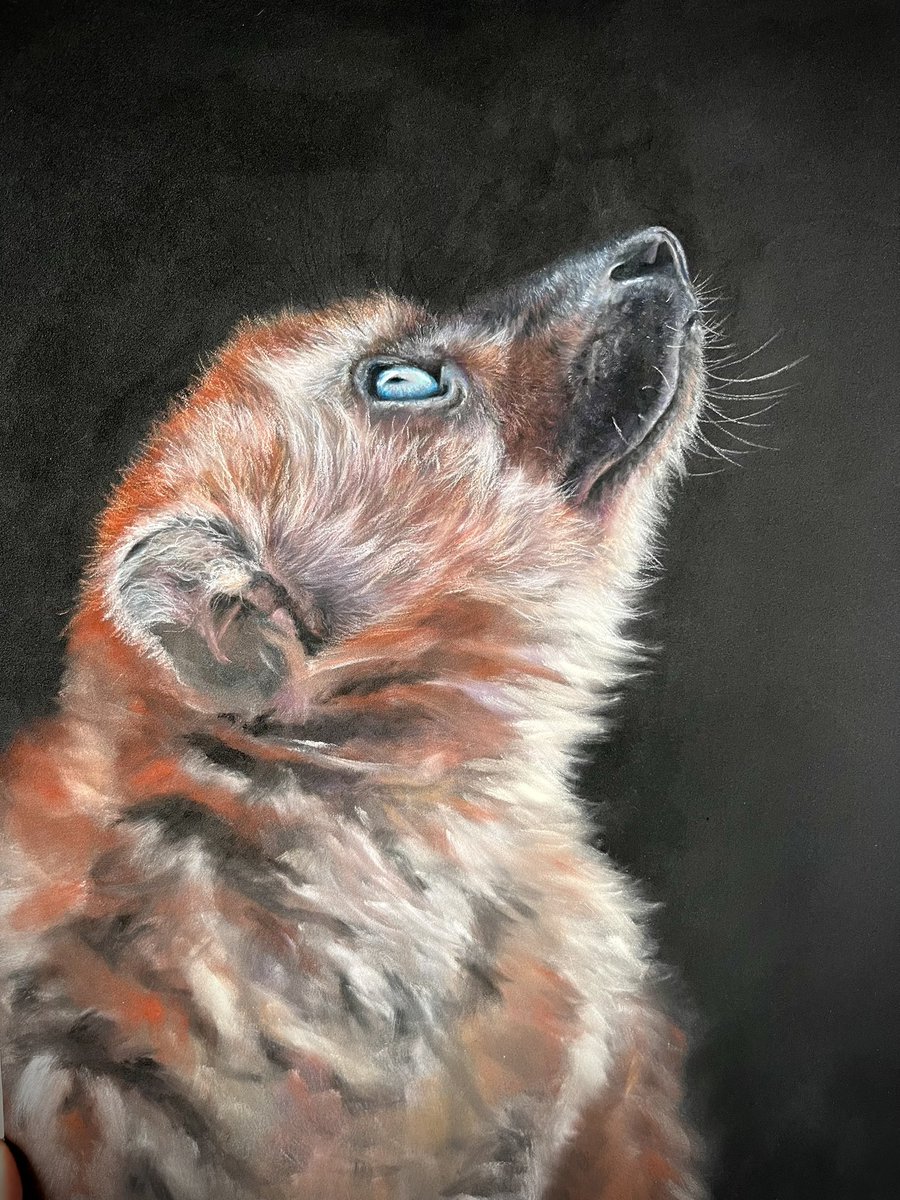 Making good progress on this stunning Blue eyed Black Lemur for #sketchforsurvival this year! Still lots of fur to add but the face is all finished! #lemur #wildlife #fineart