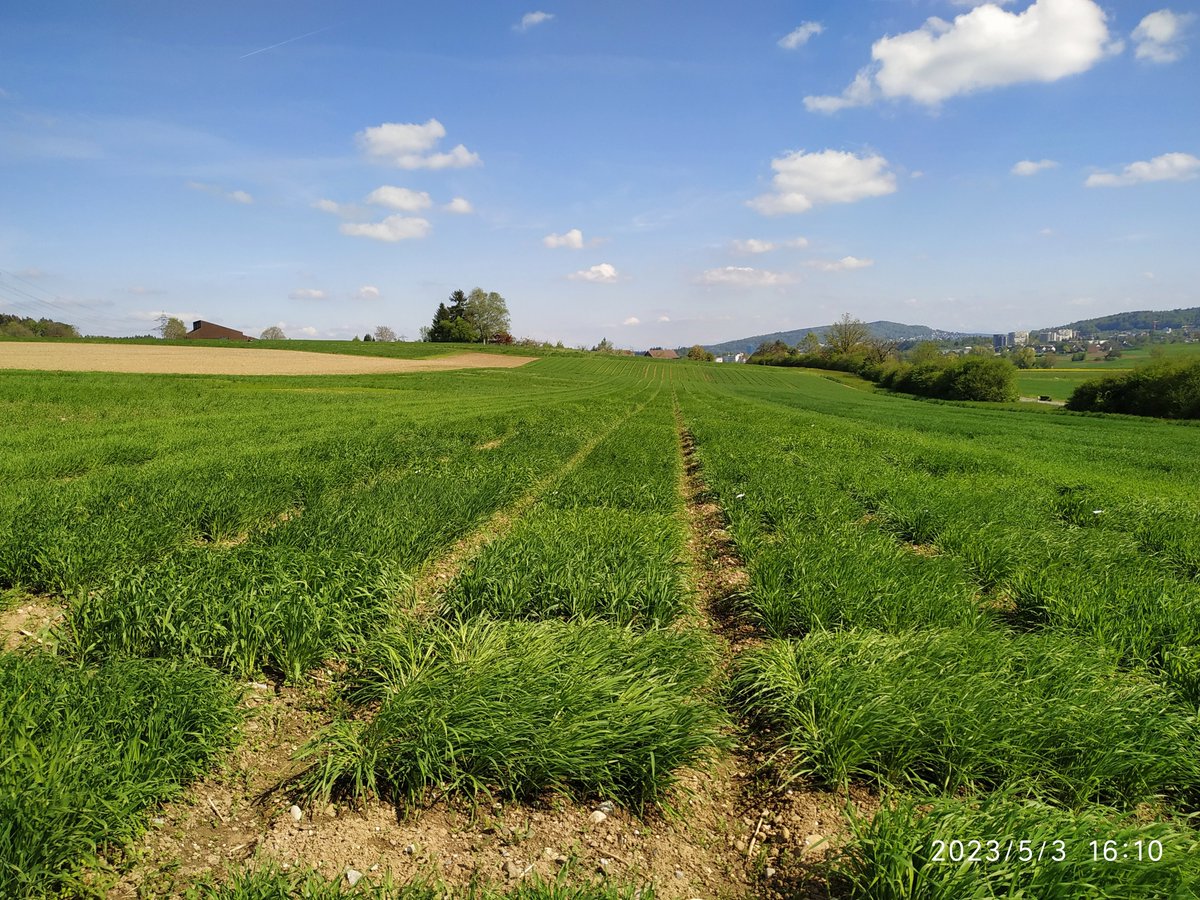 filcarmenati's tweet image. A touch of warm spring has come here, too. 
Some accessions from the diversity pannel of spring #nakedbarley hitted the 31GS stage. Sooner all the other will follow.

@H2020Cropdiva #underutilized crops