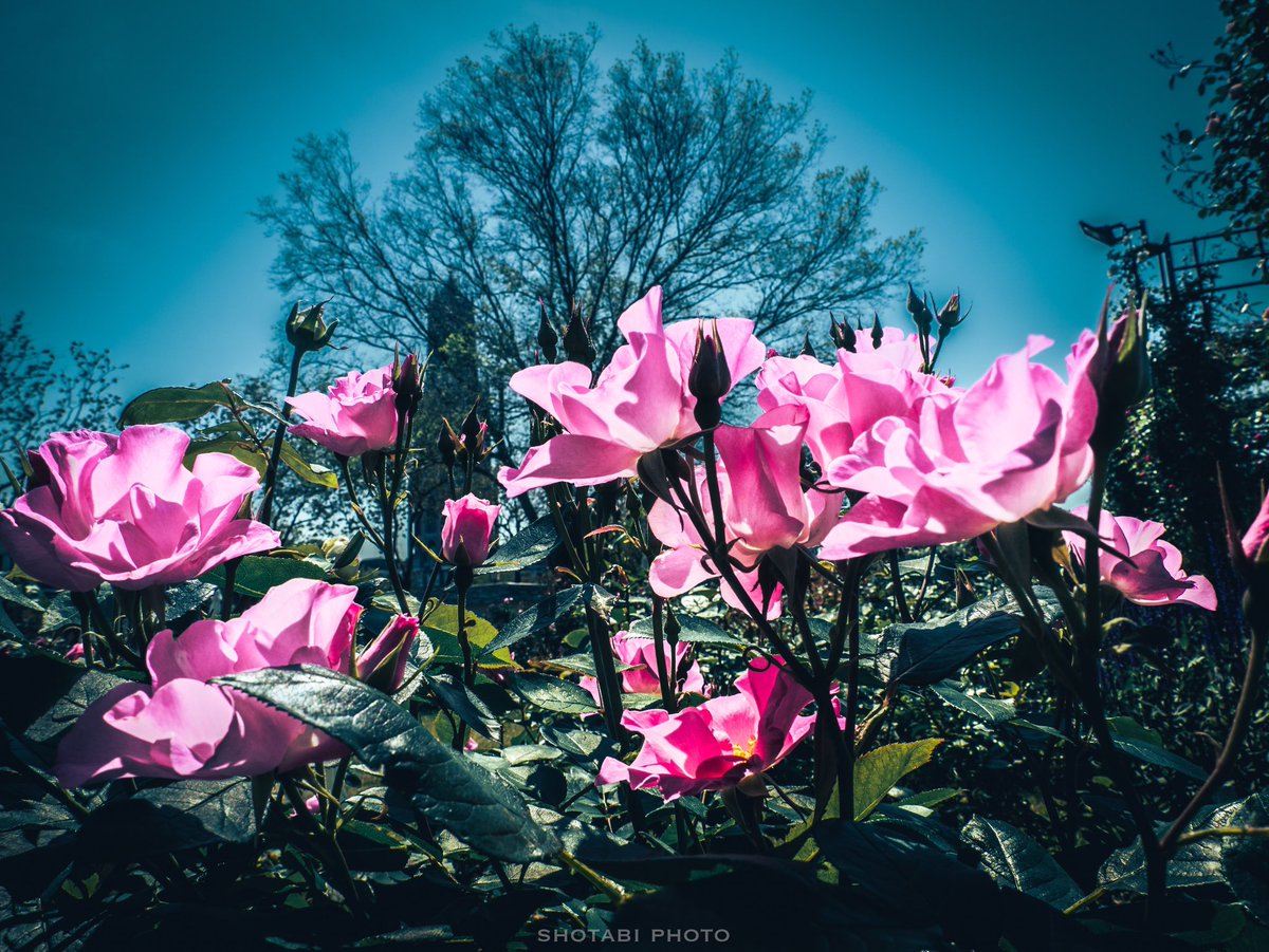 shotabiphoto_t's tweet photo. The Rose

ちょっと色遊び🖌🎨😁

しょーたびのインスタは→https://t.co/1wn5Vtm26M 
https://t.co/5F6Kfcchlh

#バラ #花 #花のある風景 
#OLYMPUS #オリンパス 
#photograghy #photographer
#flowers #rose #flowerphotography 
#写真が好きな人と繋がりたい https://t.co/6WWVIIAtoq